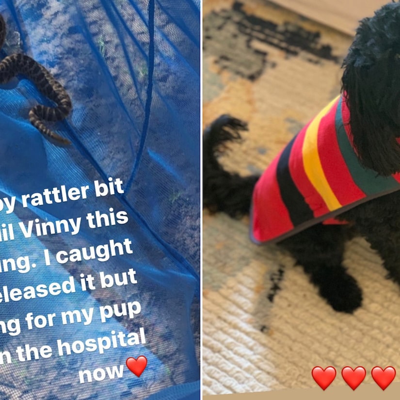 January Jones Says She Caught a Rattlesnake After It Bit Her Dog