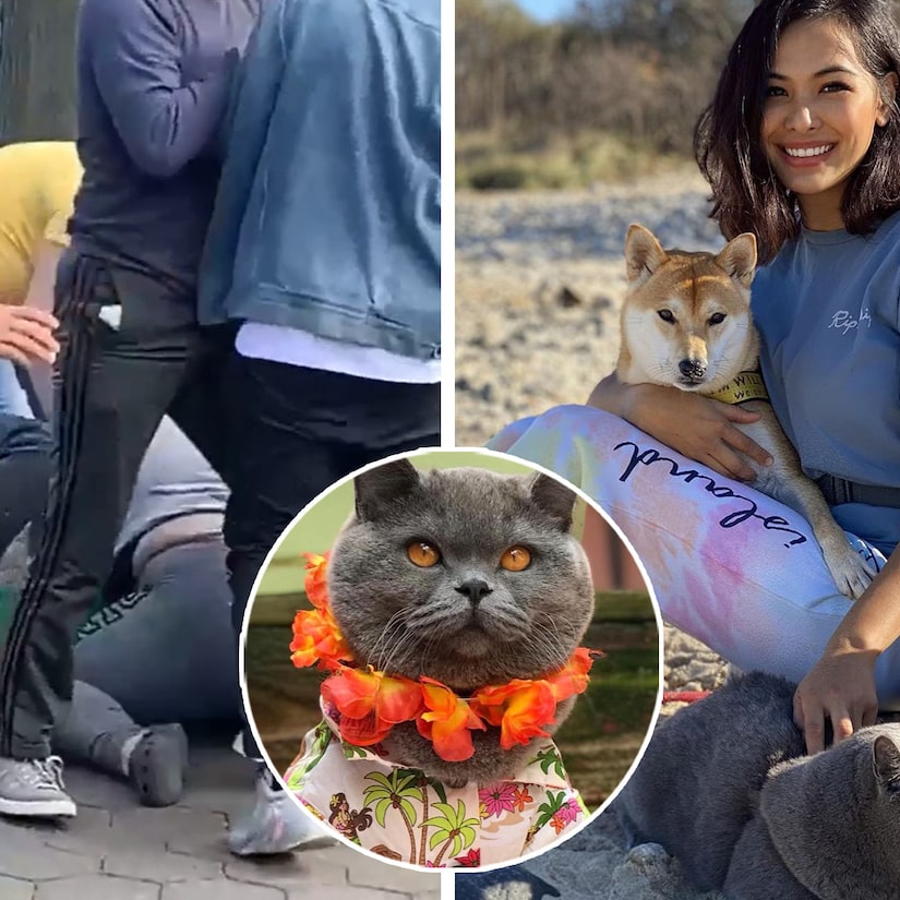 Instagram Star Cat is Killed in Horror Daylight Attack on Owner in NYC Park