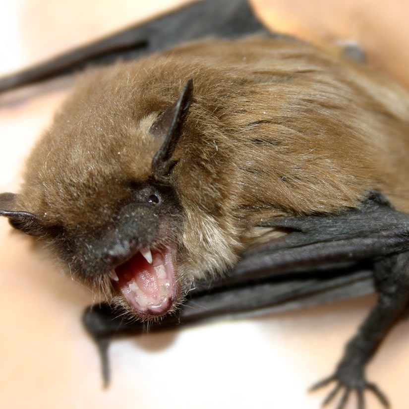 Illinois Man Who Woke up With Bat on His Neck Dies of Rabies