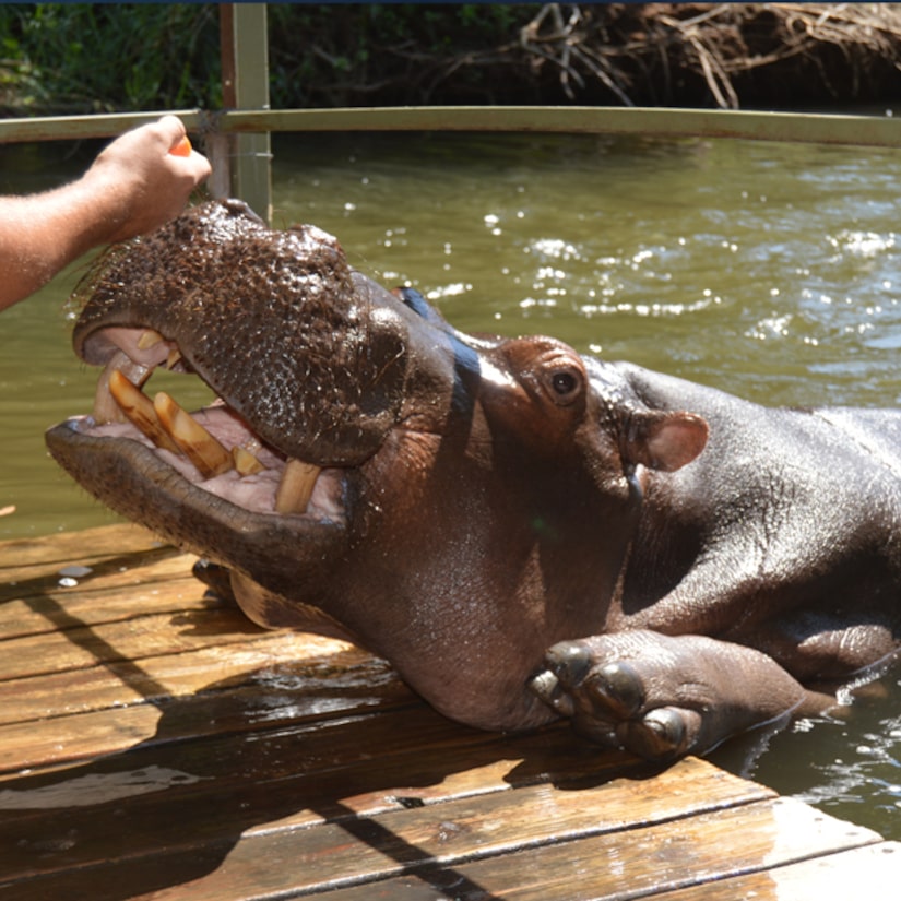 Woman Leaves One-Star Tripadvisor Review After Hippo Tears Her Cousin's Intestines Out